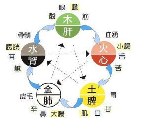 五行個性|五行人格:理論簡介,套用價值,理論基礎,身形特徵,性格特徵,養生表,。